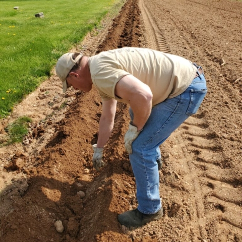 Jim planting potatoes in the summer of 2021