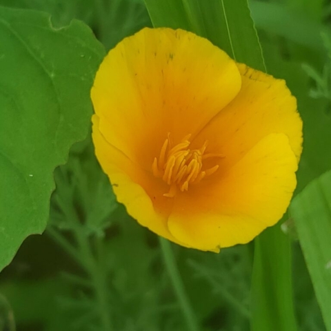 The brilliant orange hue of a California Poppy