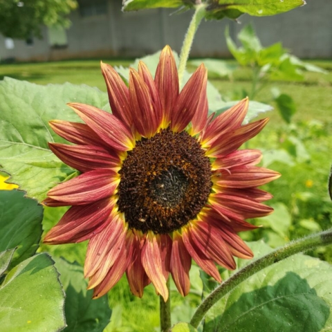 A Chocolate Cherry Sunflower