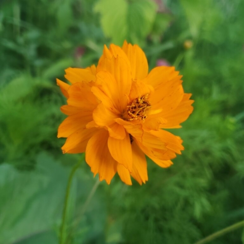 A Sulphur Coreopsis gets her close-up shot