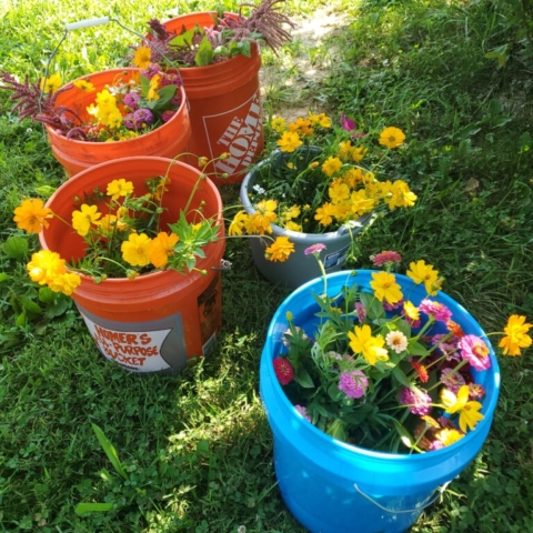 Buckets of flowers hiding from the hot summer sun in the shade