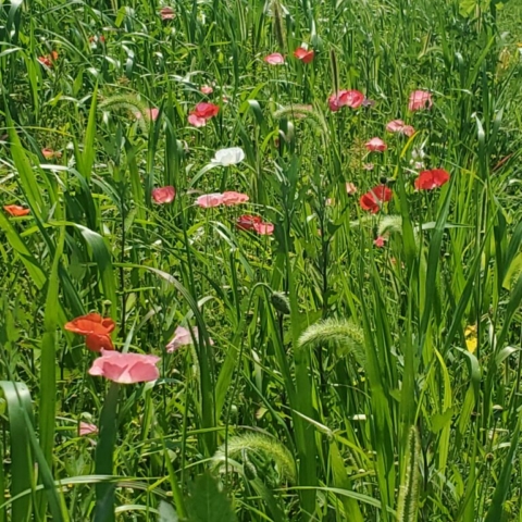 A field of California Poppies