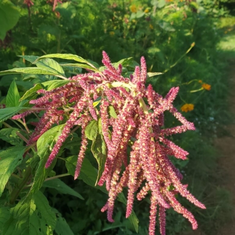 Love-Lies-Bleeding otherwise known as Amaranth