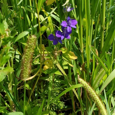 The beginnings of Rocket Larkspur