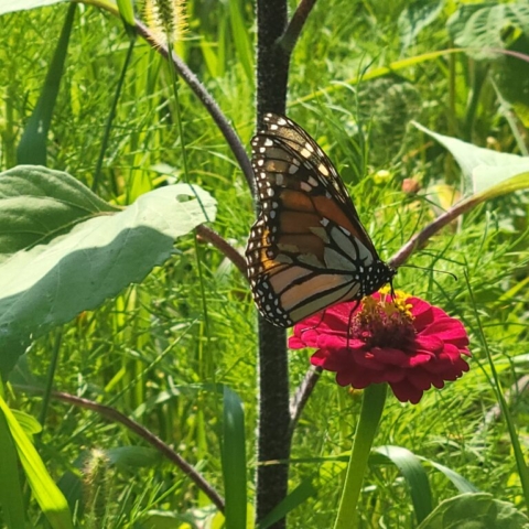 Another Monarch eating at a Zinnia table