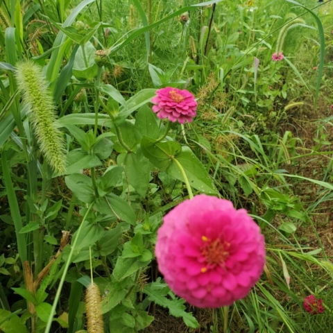 Pink Zinnias