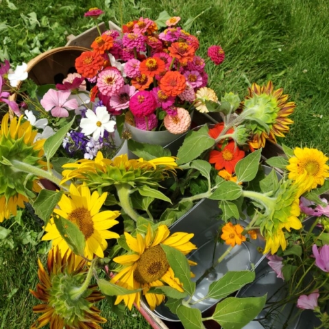 Another litte red wagon of flowers headed to the farm store from the fields