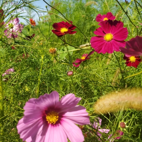 Pink and marroon Cosmos