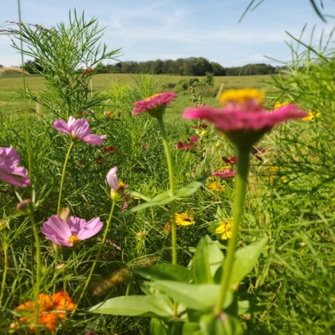 A bug's eye view of one of our gardens and the back fields