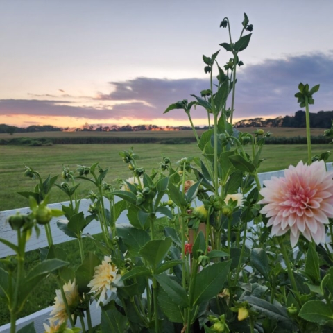 A Cafe au Lait dahlia bush next to a white fence on a farm as the sun sets