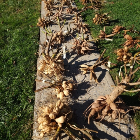 Numerous dahlia plants dug up with various groups of tubers sittingon top of a cement sidewalk