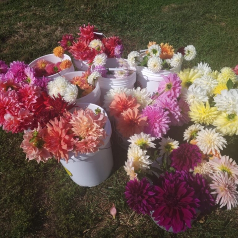 Numerous buckets filled with various varieties of dahlias