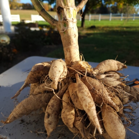 One dahlia plant that's been dug up and has numerous tubers