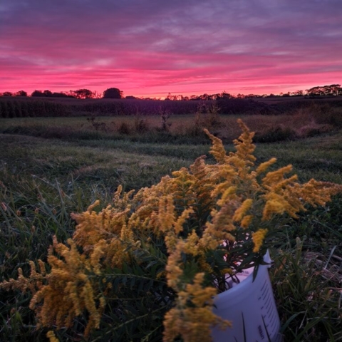 A bucket filled with yellow golderod sitting beneath an unsual pink and lavender sunset