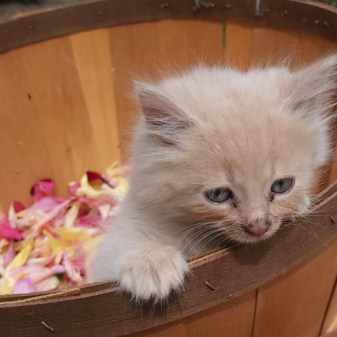 A young yellow kitten peeking out over the edge of a woven basket with dahlia petals inside