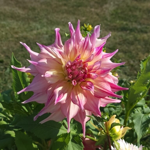 A large pasetl pink and yellow dinner plate dahlia