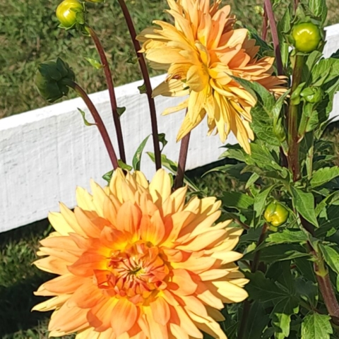 Two large Prince of Orange dahlias growing beside a white fence