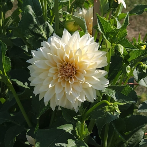 A large white dinner plate dahlia still on the plant in the sunlight