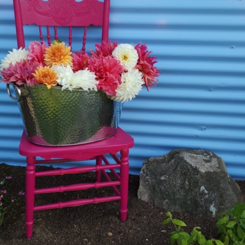 A garden with a shiny silver bucket filled with fresh multicolored dahlias sitting on top of a magenta wooden chair beside a rock in a small store garden