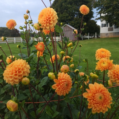 Twenty or so orange Sylvia Ball dahlias growing on a farm