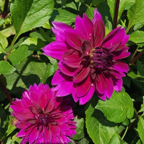 Two large deep purple dinner plate dahlias growing on the plant