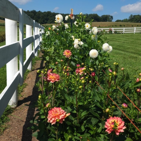 A row of dahlias on a farm with a clear blue sky