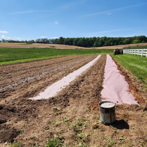 A farm garden with rows of biodegrdable paper rolled out