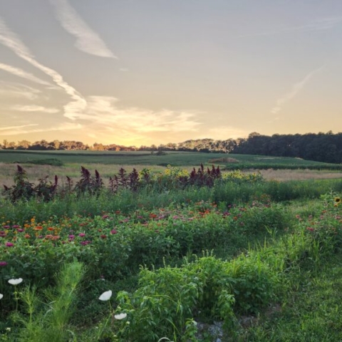 Sunset over a cut flower garden on a farm