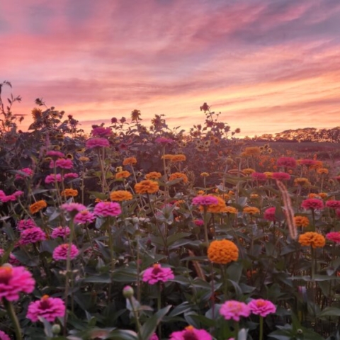 A an orangish-pink sunset over multi-colored zinnias and sunflowers