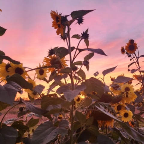 Old sunflowers left standing in the sunset for pollinators