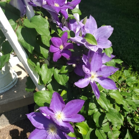 Purple Clematis, cut flower farm, Barnesdale Farm