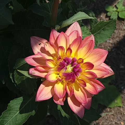 Melody of Dora Zinnia, cut flower farm, Barnesdale farm, dahlias