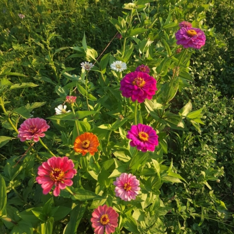 cut flower farm, zinnias, Barnesdale Farm