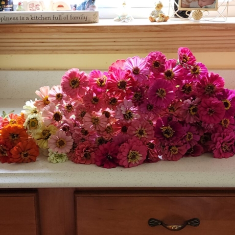 zinnias, cut flower farm, morning, sunlight, art, barnesdale farm