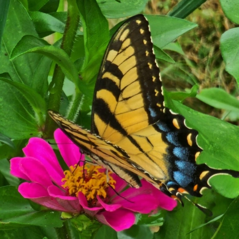 Butterflies, Eastern Swallowtail, Pink Zinnia, Cut flower farm, Barnesdale Farm