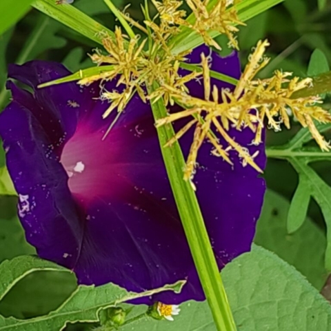 Grandpa Ott's, morning glory, purple, cut flower farm, Barnesdale Farm