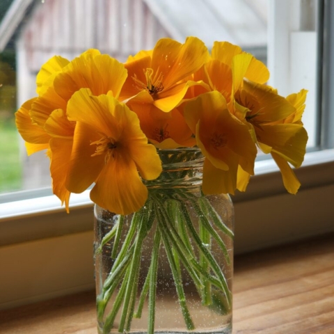 Cut flower farm, California Poppies, Barnesdale Farm