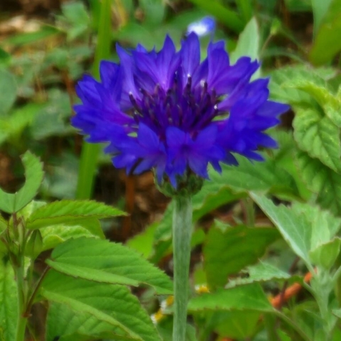 blue cornflower, cut flower farm, Barnesdale Farm