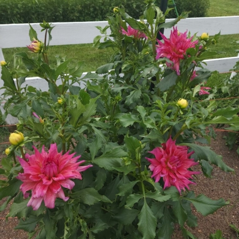 deep pink dahlias, cut flower farm, Barnesdale Farm