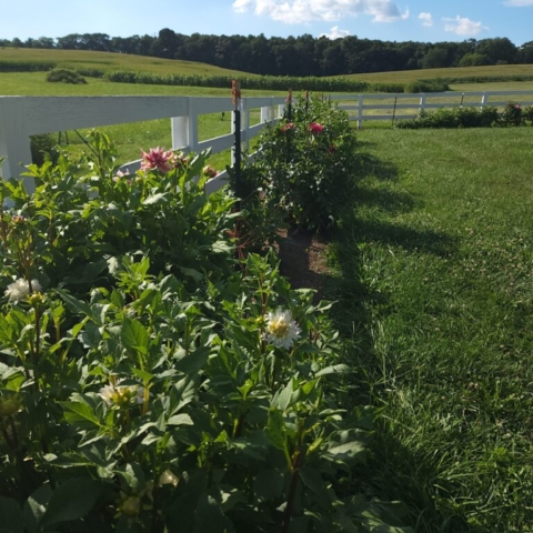 dahlias, cut flower farm, farm fence, barnesdale farm