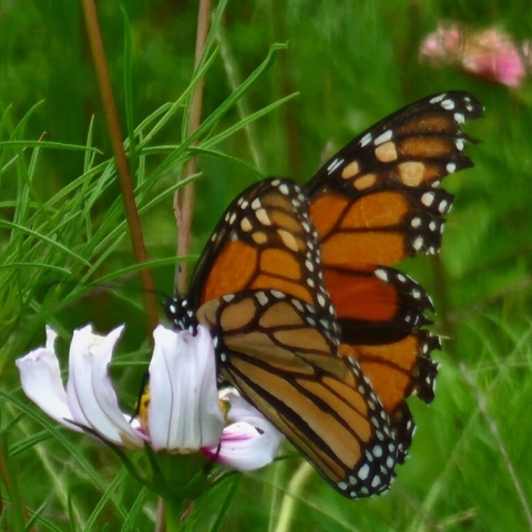 Viceroy, Butterfly, Cut flower farm, butterflies, cosmos, cut flower farm, Barnesdale Farm