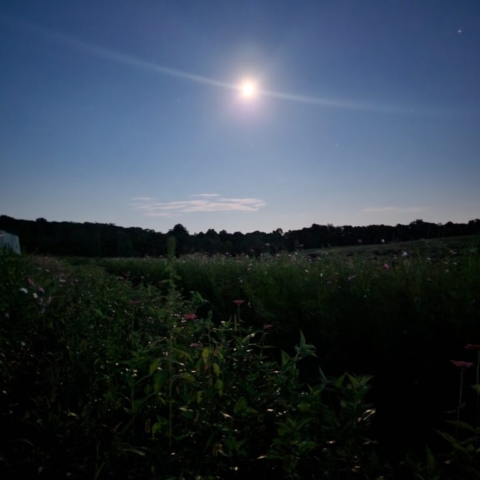 cut flower farm, gardening by moonlight, zinnias, cosmos, Barnesdale Farm