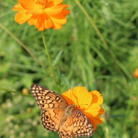 Euptoieta Claudia (Variegated Fritillary) atop a Dwarf Sulphur Cosmos