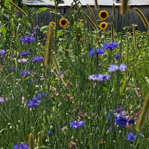 A farm garden with blue Bachelor Buttons and sunflowers and a barn behind them