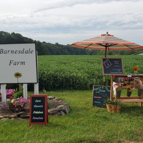 Our first summer's stop & shop stand