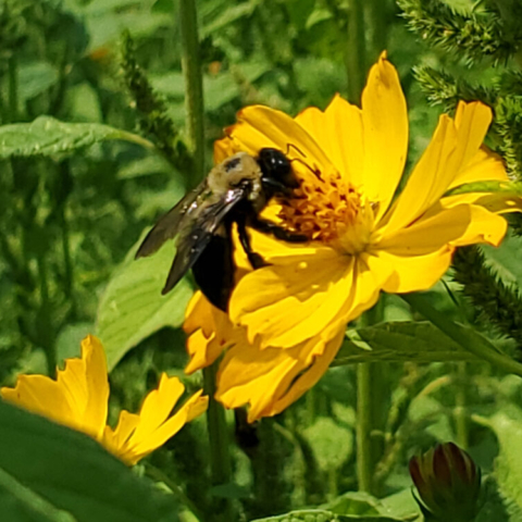 Honeybee taking a sip from a Lance Leaf Coreopsis