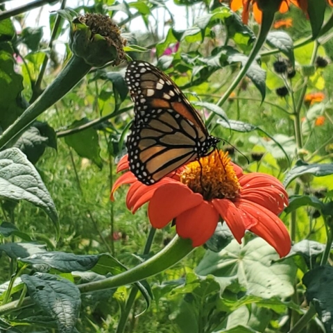 A lovely Monarch takes a siesta atop a brilliant Mexican Sunflower