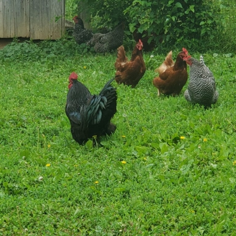 Our chickens love the many insects that our gardens attract.