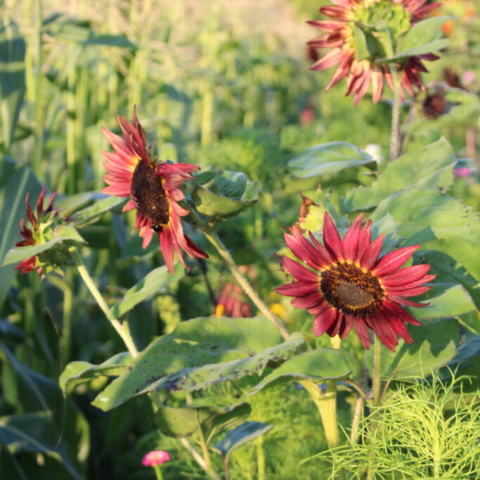 Chocolate Cherry Sunflowers bowing their heads