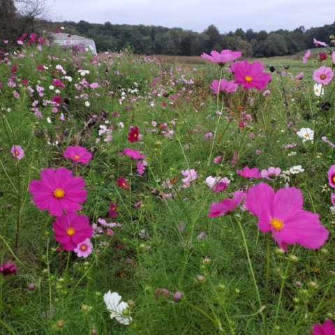 A fall field of pink, white, and maroon Cosmos